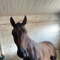 jumper Constantinus (Oldenburg show jumper, 2011, from Conthargos)