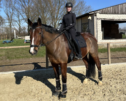 dressage horse Ammonit 16 (Mecklenburg, 2012, from Coolmint)