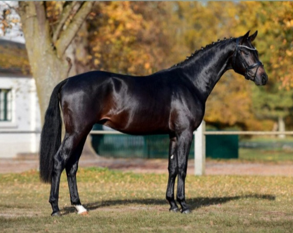 stallion Fürst Fantastic (Mecklenburg, 2019, from Fehrbellin)