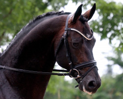 stallion Gørklintgårds Santos (Danish Warmblood, 2006, from Sunny-Boy)