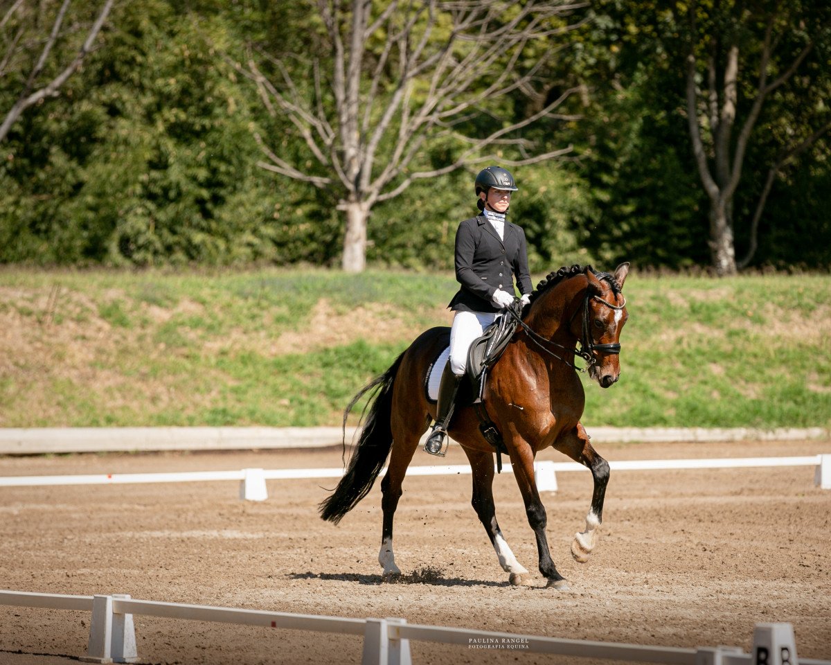 dressage horse Danubio (Oldenburg, 2016, from Dietmar)