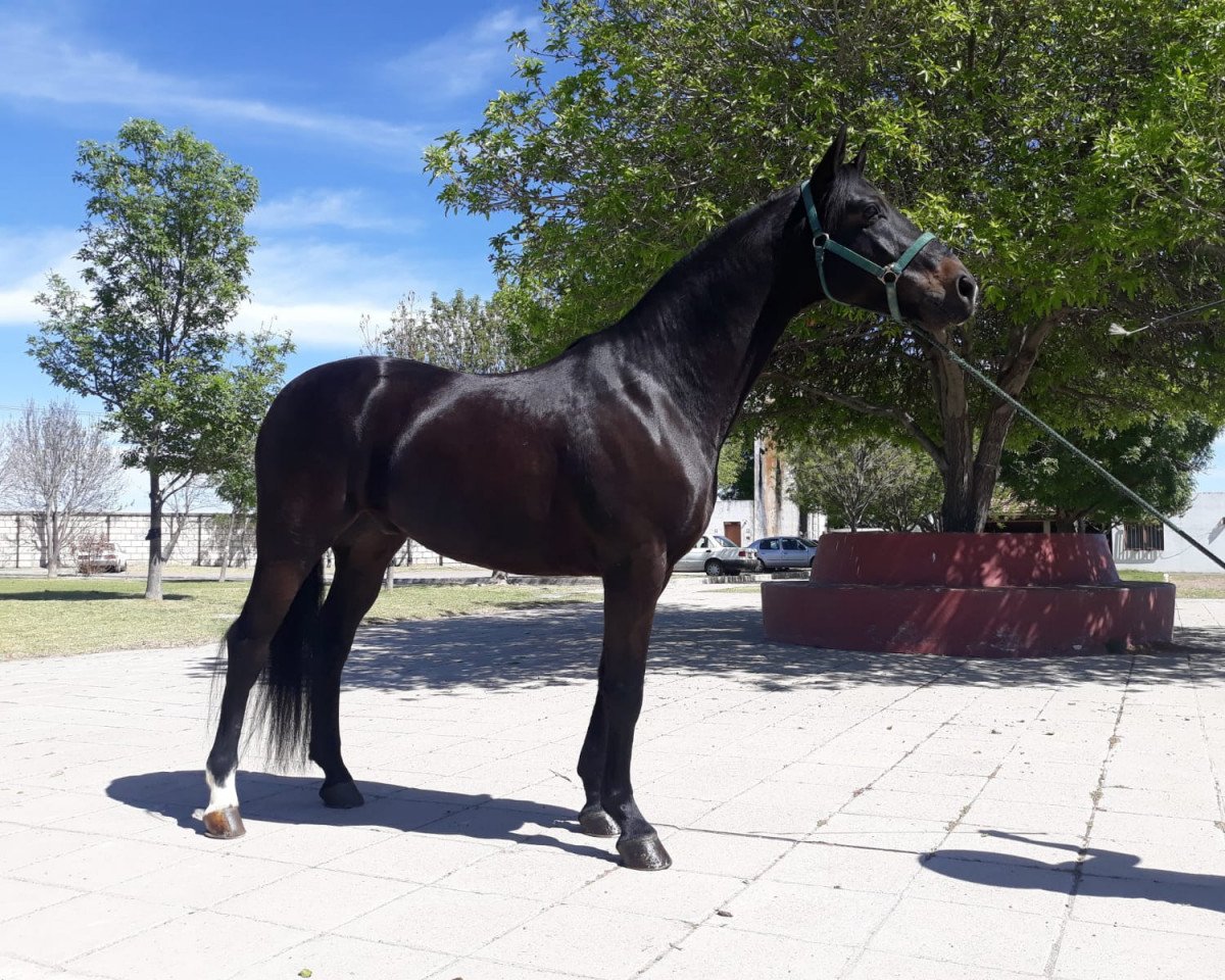 dressage horse Dietmar (Oldenburg, 2011, from De Niro)