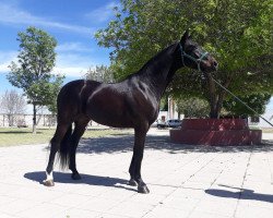 dressage horse Dietmar (Oldenburg, 2011, from De Niro)