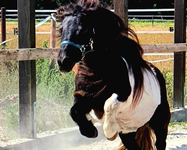 Zuchtstute Varoen v. d. Groene Stal (Shetland Pony (unter 87 cm), 2004, von Prince van de Wouwbaan)