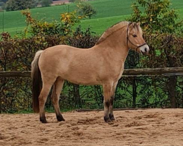 Pferd Mia (Fjordpferd, 2018, von Stian)