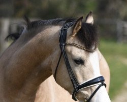 Dressurpferd My Golden Minion (Deutsches Reitpony, 2013, von The Braes My Mobility)