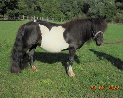 Zuchtstute Janny Elise (Shetland Pony, 2018, von Example v. Stal Polderzicht)