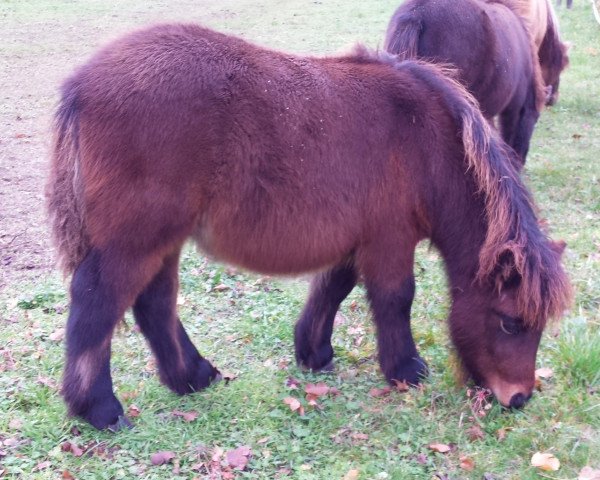 horse Ilja von der Malchower Aue (Shetland Pony, 2022, from Ingo)