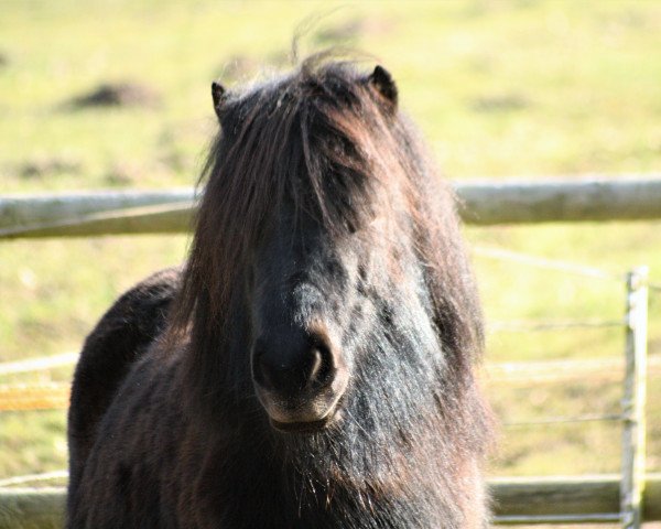 Zuchtstute Schneltens Stellanova (Shetland Pony, 2015, von Carvén of Shetlane)