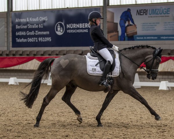 dressage horse WS Detroit (German Riding Pony, 2017, from Dating At NRW)