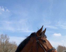 dressage horse Donauwelle (Oldenburg, 2017, from Don Nobless)