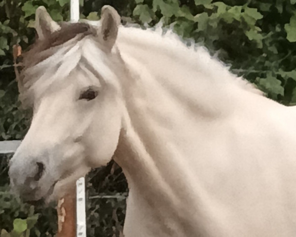 Pferd Drengur (Fjordpferd, 2016, von Draupnir)