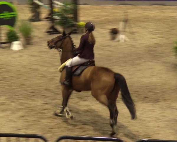 FEI Reitturnier Neumünster (GER) 2021