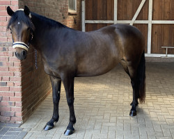 horse Ollanner Jula (New Forest Pony, 2018, from Sir Durk)