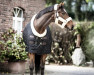 dressage horse Calimero 614 (Mecklenburg, 2008, from Carnaby GL)