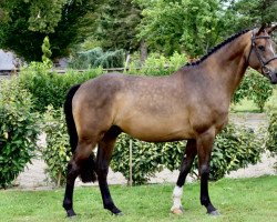 jumper Good Boy des Besnards (Selle Français, 2016, from Tornesch)