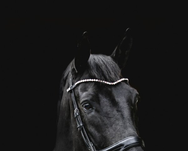 broodmare Panka (Dáma) (Hungarian Warmblood, 2011)