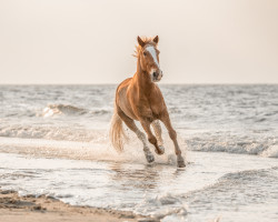 dressage horse Santos 846 (unknown, 2002)