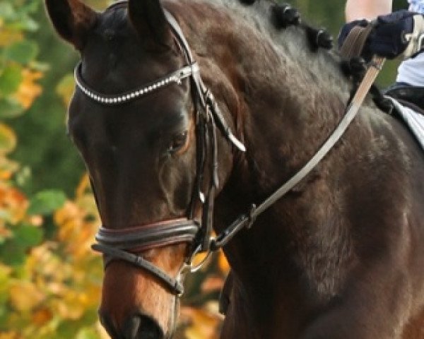 dressage horse Brisbane (Austrian Warmblood, 2011, from Bravissimo)