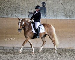 dressage horse Daria 143 (Edelbluthaflinger, 2015, from Werino (4,69% ox))