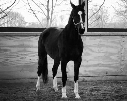 Springpferd Lovely Summer (Hessisches Warmblut, 2002, von Landgraf Georg)