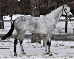 jumper Halina (Swedish Warmblood, 2012, from Vingino)