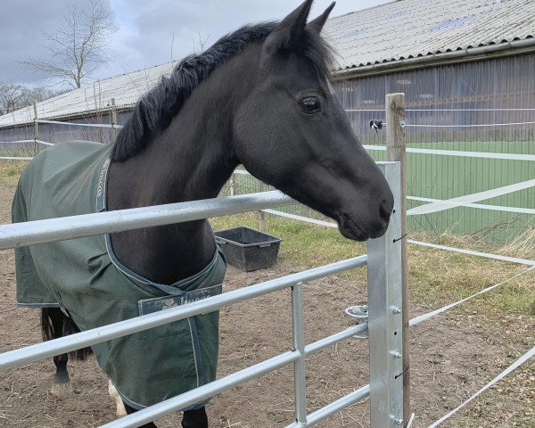 broodmare Rosalie My Surprise ALB (German Riding Pony, 2018, from Sir Floggensee)