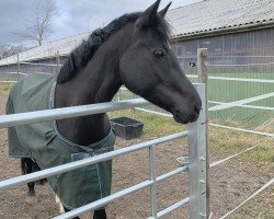 Zuchtstute Rosalie My Surprise ALB (Deutsches Reitpony, 2018, von Sir Floggensee)