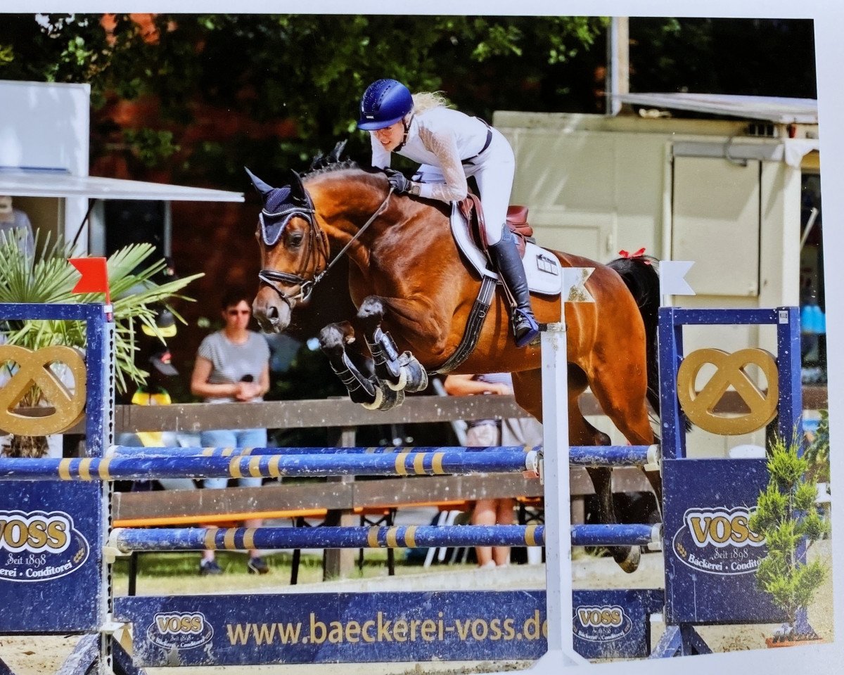 Springpferd Lakita 13 (Hannoveraner, 2016, von Perigueux)