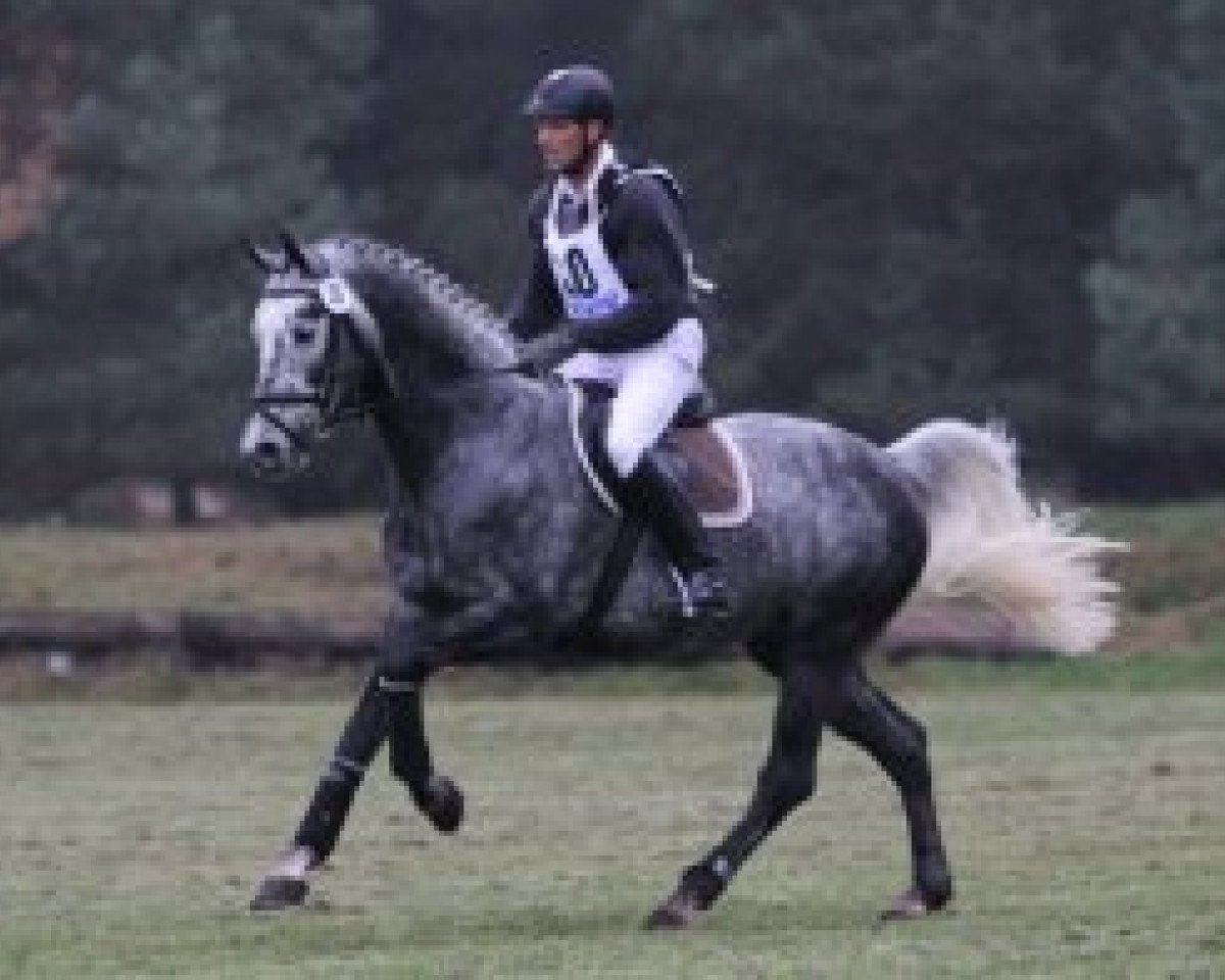 Deckhengst Clinton's Heart (Luxemburgisches Reitpferd, 2009, von Clinton)