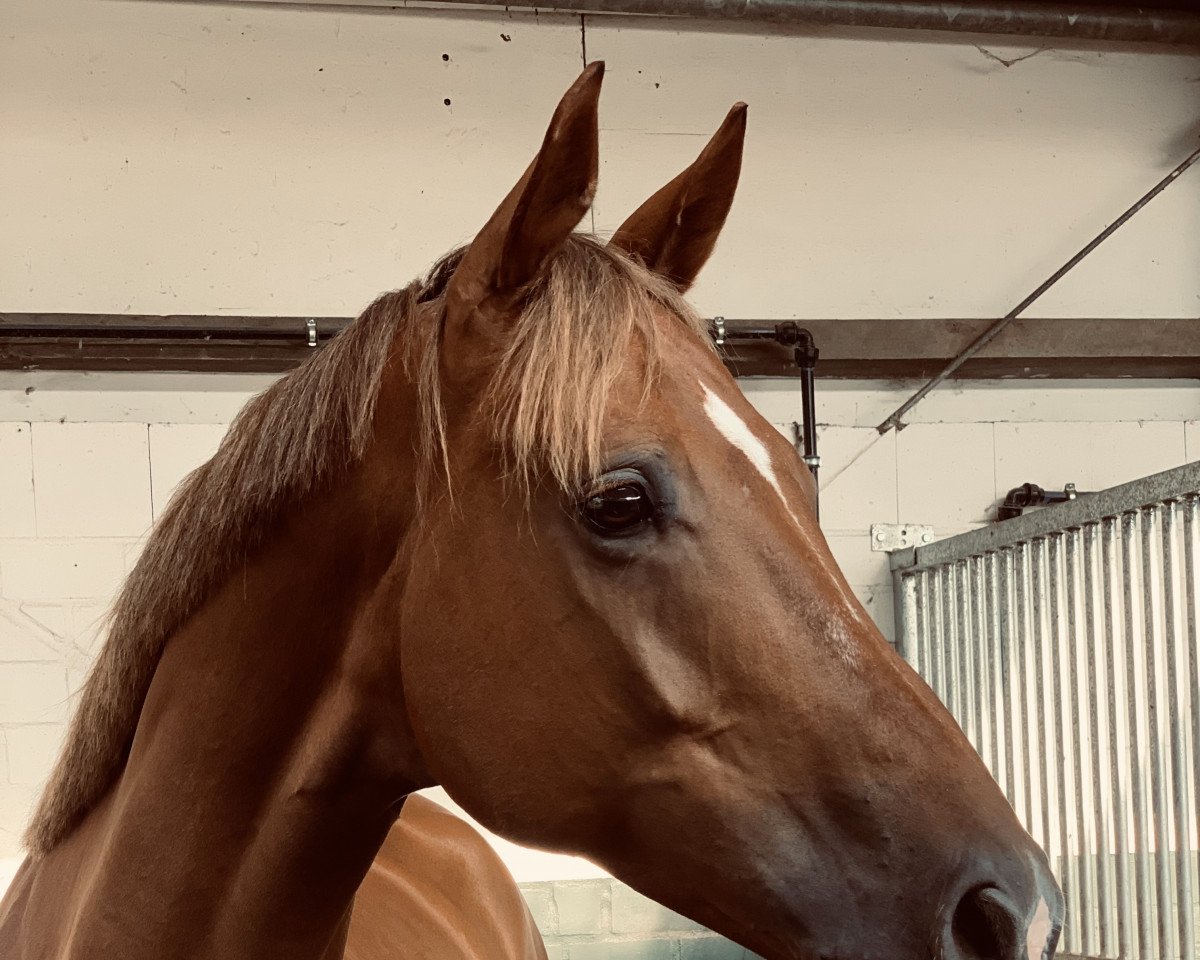 dressage horse Sören (Hanoverian, 2015, from Spörcken)