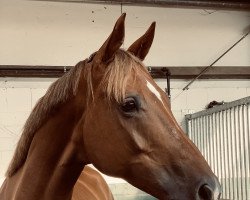 dressage horse Sören (Hanoverian, 2015, from Spörcken)