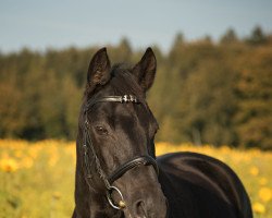 Pferd Honeymoon W (Trakehner, 1998, von Hyalit)