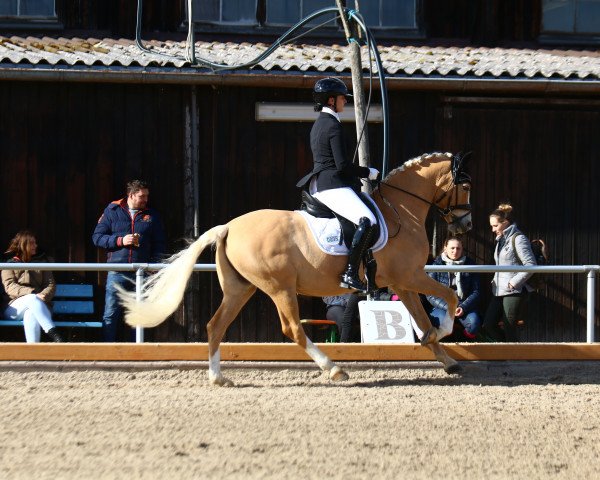 dressage horse Melbourne B (German Riding Pony, 2016, from FS Mr. Right)