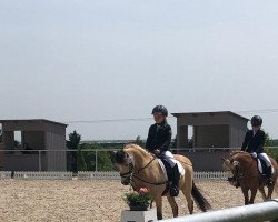 dressage horse Rhydladd Anglesea Gold (Welsh-Pony (Section B), 2004, from Griashall Kiwi)