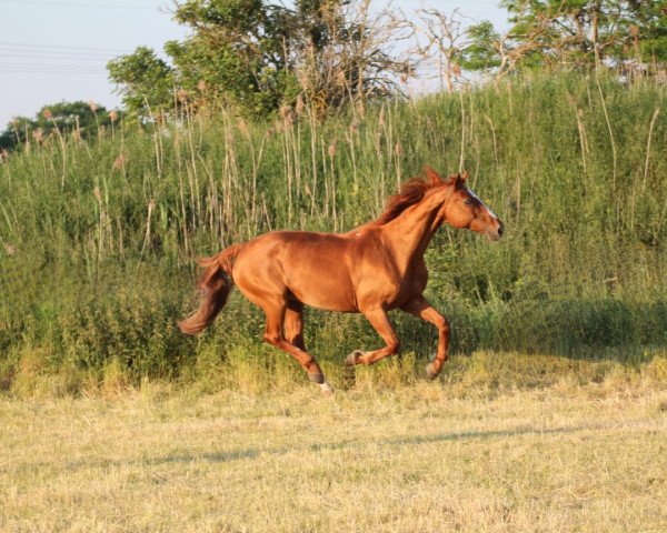 Zuchtstute Arne (Deutsches Reitpferd, 1999)