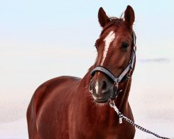 dressage horse Baltic Dream of Sunrise (Hanoverian, 2016, from Belantis)