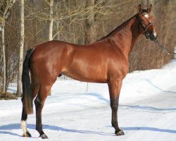 Deckhengst Kontador v.d. Doorndonkhoeve (Belgisches Warmblut, 2010, von Nabab de Rêve)