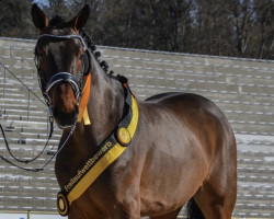 Springpferd Vingino Star (Deutsches Sportpferd, 2019, von Vingino)