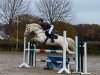 jumper Elfenzauber 16 (German Riding Pony, 2012, from Nancho's Noble Classic)