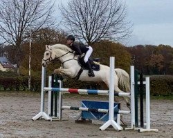 Springpferd Elfenzauber 16 (Deutsches Reitpony, 2012, von Nancho's Noble Classic)