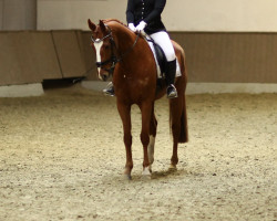 dressage horse Livingston 26 (Hanoverian, 2010, from Lemon Park)