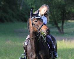 broodmare Aila (Little German Riding Horse, 2013, from Hopkins)