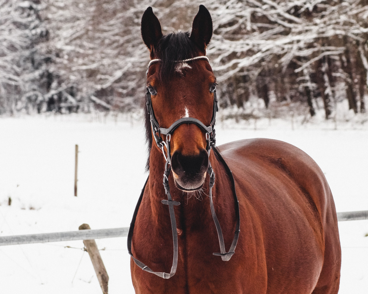 Pferd A winning Warrior xx (Englisches Vollblut, 2018, von Tai Chi xx)