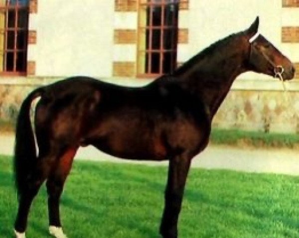 stallion Kapoc (Selle Français, 1976, from En Kadanse)