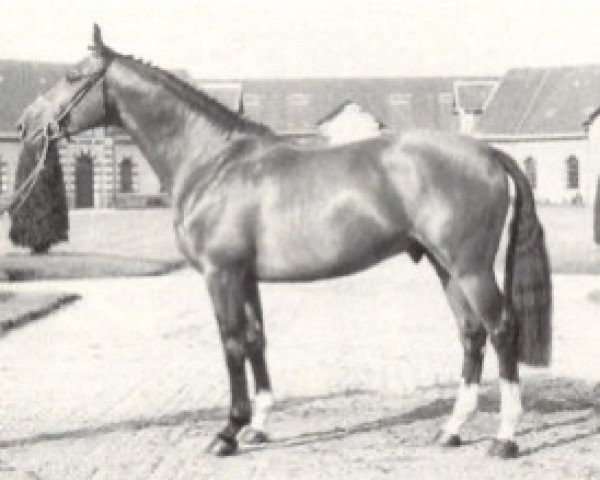 stallion Self de Moens (Selle Français, 1984, from Elf III)