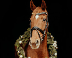 dressage horse Zoe 87 (Hanoverian, 2013, from Zack)