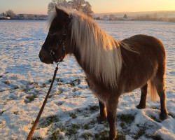 Springpferd Belmondo (Deutsches Classic Pony, 2018, von Brento)