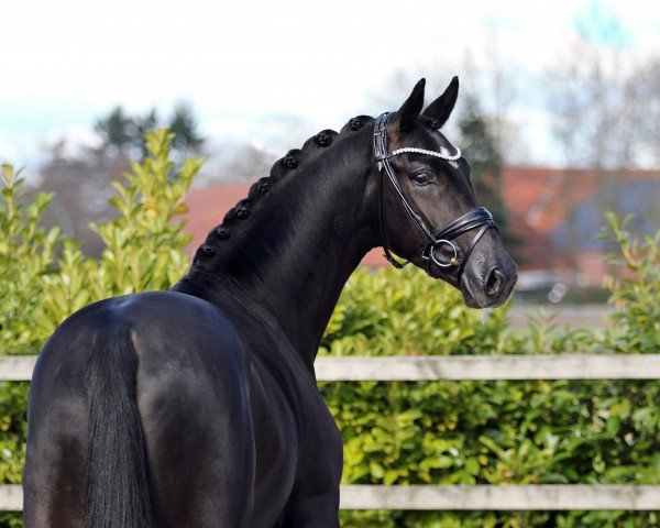 dressage horse Toto Power (KWPN (Royal Dutch Sporthorse), 2020, from Glock's Toto Jr.)