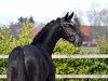 dressage horse Toto Power (KWPN (Royal Dutch Sporthorse), 2020, from Glock's Toto Jr.)